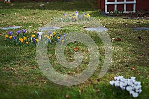 Crocusses in spring in munich bavaria