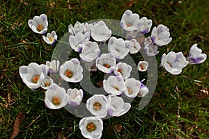 Crocusses in spring in munich bavaria