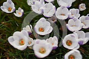 Crocusses in spring in munich bavaria