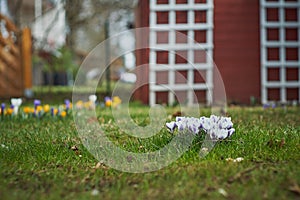 Crocusses in spring in munich bavaria