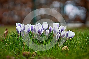 Crocusses in spring in munich bavaria