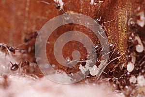 Crod of wood ants, with high magnification, carrying their eggs to anew home, this ant is often a pest in houses, in a