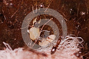 Crod of wood ants, with high magnification, carrying their eggs to anew home, this ant is often a pest in houses, in a