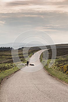 Crofter and Sheep on highland road in Scotland. photo