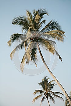 Crohn palm tree with long thin trunk