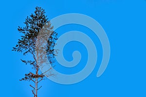 Crohn pine against the blue sky