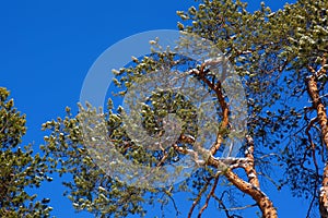 Crohn pine on a background of blue sky