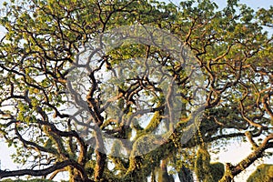 Crohn's huge tropical tree. Narra tree.