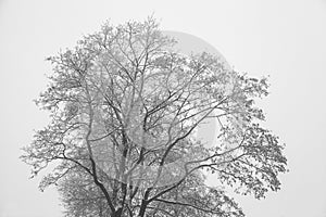 Crohn tree in winter. Bare branches, tree silhouette