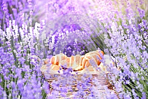 Croissant against lavender landscape in sunset rays. Harvesting of aromatic lavender. A basket filled with fresh food