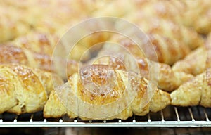 Croissants out of oven