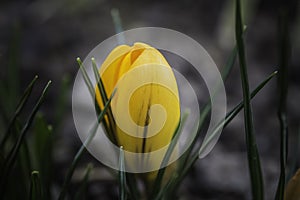 Crokus - The first flowers in the spring