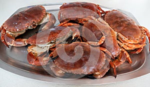 Cromer  crabs, freshly cooked and ready to eat.