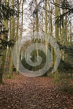 The Cromlech of Stonehenge forest photo