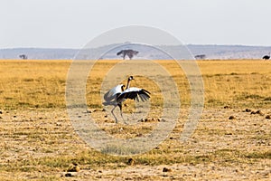 Crone crane bird dances in the savannah. Amboseli, Kenya