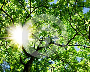 Crone of the tree and sun photo