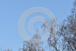 Crones of birches against the sky. Spring background
