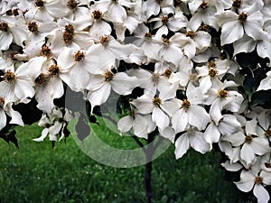 cronus cousa plant flowers