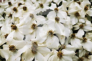 cronus cousa plant flowers