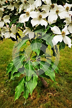 cronus cousa plant flowers