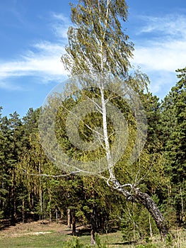 crooked birch tree with young green spring leaves on the edge of the forest