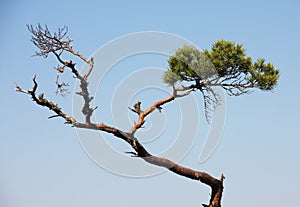 A crooked branch of a pine tree. Blue sky