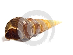 Crooked cat on white background