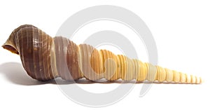 Crooked cat on white background