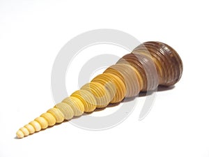 Crooked cat on white background