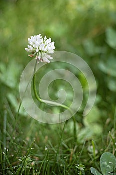 Crooked Clover photo