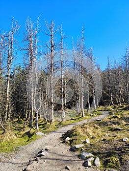 Crooked dead tree of strange shape in wasteland forest. Karelia. Vottovaara Mountain after wildfire. Wood goblin