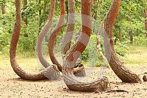 Crooked Forest (\