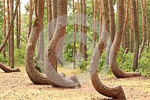 Crooked Forest (\