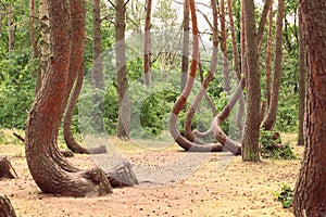 Crooked Forest (\