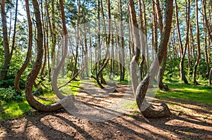 The Crooked Forest, Nowe Czarnowo