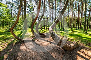 The Crooked Forest, Nowe Czarnowo