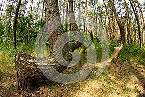 A crooked forest in Poland