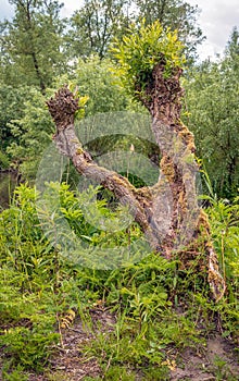 Crooked grown willow tree