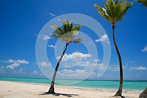 Crooked Palm trees in Dominican Republic Beach