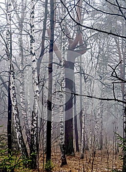 crooked pine tree in the autumn forest