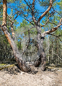 Crooked pine trunks on the side of the road on yellow sand with some small pebbles, Harilaid Nature Reserve, Estonia, Baltic Sea