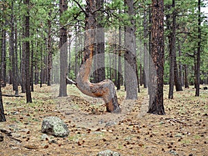 Crooked Ponderosa Pines in Coconino National Forest