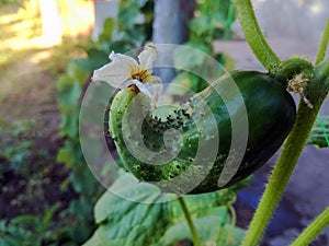 Crooked, pot-bellied cucumber with flower hangs on stalk. Deformation Of Cucumber Fruit