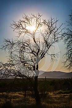 Crooked tree against a mountainous background
