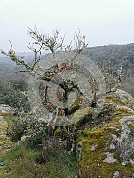 occitanie licken covered oak