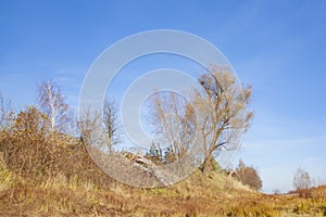 A crooked tree on a hill. Autumn landscape with yellow grass and trees on a bright sunny day