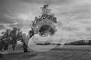 Crooked Tree in the Mostviertel Region of Austria in Black and White