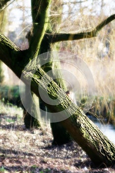 Crooked tree in the park