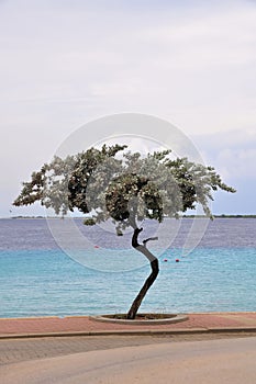 Crooked tree and tropical water