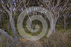 Crooked trees at Anglesea River in Anglesea